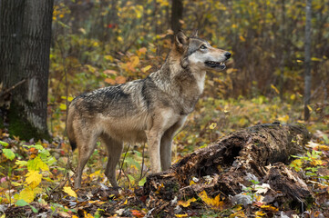 Naklejka na ściany i meble Grey Wolf (Canis lupus) Looks Up Standing By Rotted Log Autumn