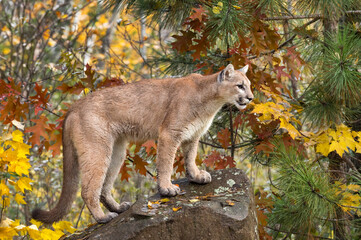 Cougar (Puma concolor) Looks Right From Atop Rock Autumn