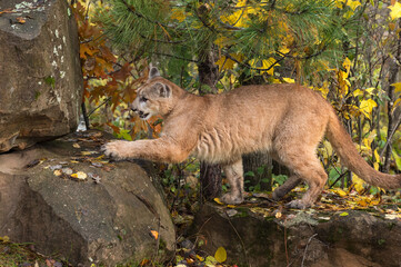 Cougar (Puma concolor) Moves to Step Up on Rock Autumn