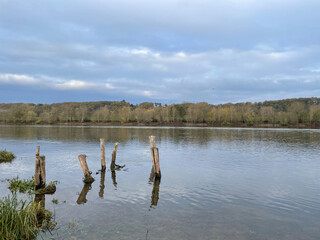 reflection of trees in the water