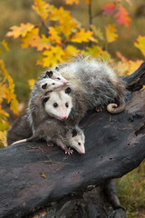 Virginia Opossum (Didelphis virginiana) Mother and Joeys Piled Up on Log Autumn - 478897306