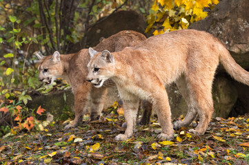 Fototapeta premium Cougar (Puma concolor) Siblings Stand Side By Side Autumn