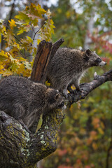 Fototapeta premium Raccoons (Procyon lotor) Stare Right in Tree Autumn