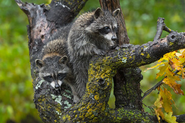 Raccoons (Procyon lotor) Climb About on Tree Autumn