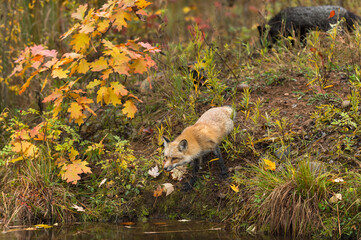 Fototapeta premium Amber Phase Fox (Vulpes vulpes) Leans Out Over Water Silver Fox Walks By in Background Autumn