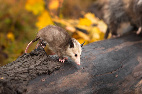 Virginia Opossum (Didelphis Virginiana) Joey Separated From Family On Log Autumn