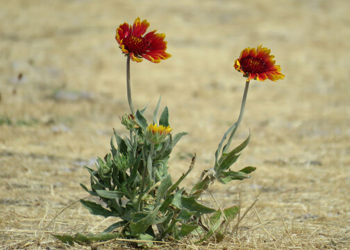 Indian Blanket Flower In A Windy Day