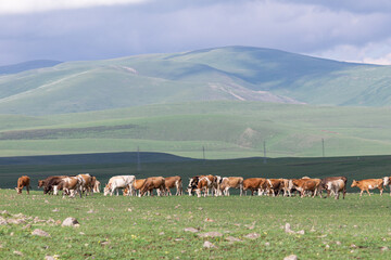 Fototapeta na wymiar cows grazing on lush meadows in spring