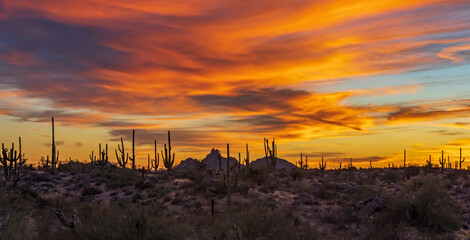 Arizona Desert Sunset Landscape With Saguaro Cactus