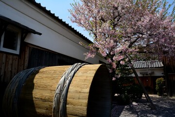 Cherry blossom in full bloom against a background of japanese SAKE brewery, Kyoto Fushimi