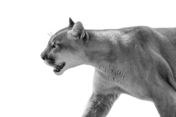 Foto auf Acrylglas Puma close up portrait isolated on white background. American cougar. © Denis