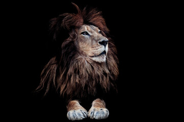 Portrait of a beautiful lion and copy space. Lion in dark