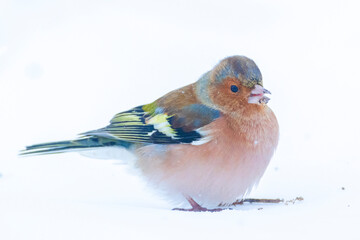 chaffinch male, Fringilla coelebs, foraging in snow, beautiful cold Winter setting