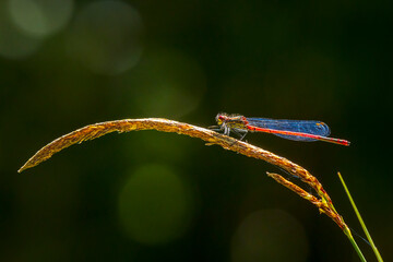 Detail closeup of a large red damselfly Pyrrhosoma nymphula