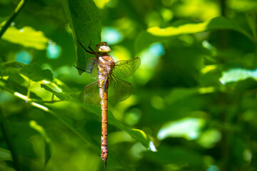 Green-eyed hawker Aeshna isoceles dragonfly resting