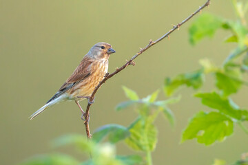 Linnet female bird, Carduelis cannabina singing