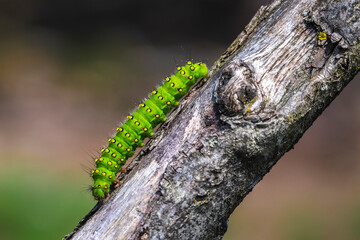 Closeup of a small emperor moth, Saturnia pavonia, caterpillar crawling and eating