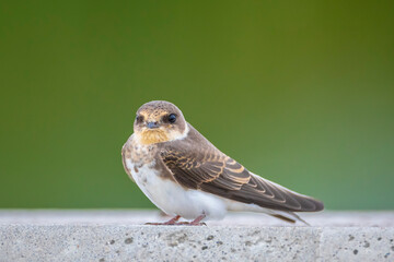 Sand martin, bank swallow, Riparia riparia, resting