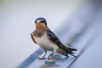 Barn Swallow, Hirundo rustica, juvenile feeding