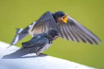 Fototapeta premium Barn Swallow, Hirundo rustica, juvenile feeding
