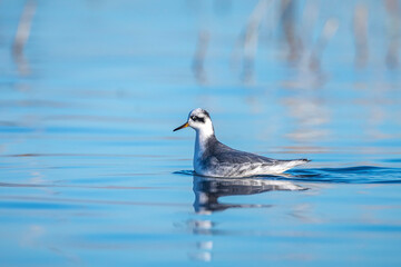 Red phalarope, phalaropus fulicaria, in winter plumage foraging