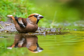 Closeup of a hawfinch male, Coccothraustes coccothraustes, songbird drinking water