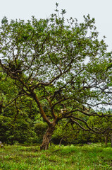 Arbol de guayaba