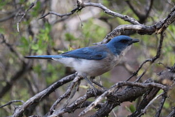 Obraz premium Blue and white perched bird