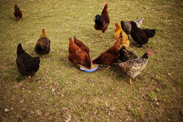 Heritage chickens on a small farm in rural Ontario, Canada. Farming and agriculture in North America.