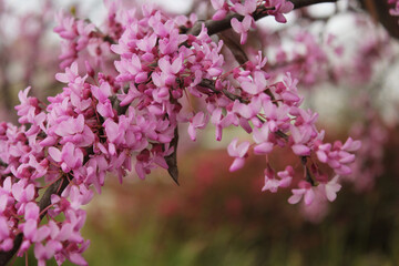 Texas Redbud Tree Cercis canadensis Close up