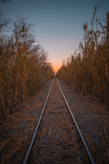 Obraz premium vías entre cañales
