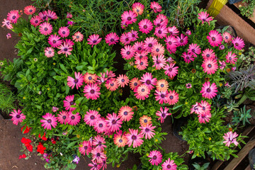 Pink flowers with green leaves for background texture. Dimorphotheca of the Asteraceae family.