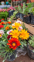 Gazania flowers of yellow, orange, red, white, next to succulent plants. Gazania rigens herbaceous plant of the Asteraceae family