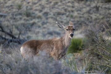 Mule deer eating