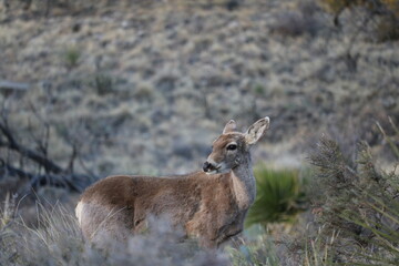 Mule deer profile