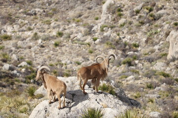 Two mountain goats