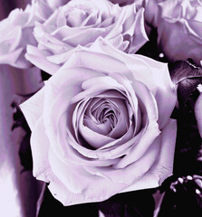 Vintage white rose