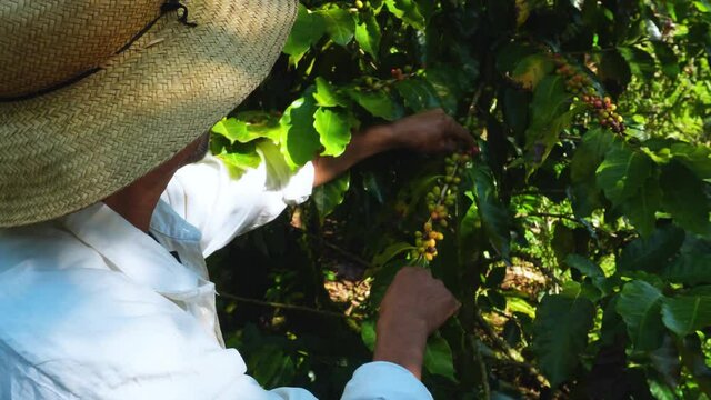 Farmer harvesting coffee fruit in Puebla