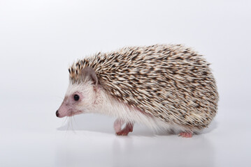 A beautiful cute hedgehog of African breed prickly with spikes on a white background in the studio