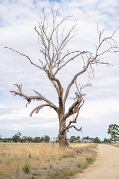 tree in a dry farm landscape 