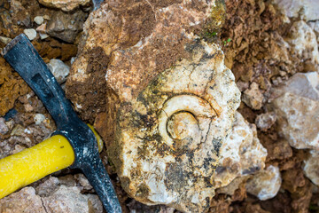Pickaxe next to a fossilized gastropod in the rock, paleofauna in white limestone on a stone quarry. Search for fossils of the Carboniferous period, Russia