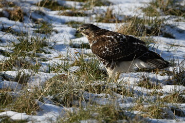 Red Tailed Hawk standing in snow covered agricultural pasture