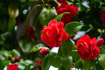 Flowers of Camellia - Camellia japonica - are in bloom in Fukuoka prefecture, JAPAN.