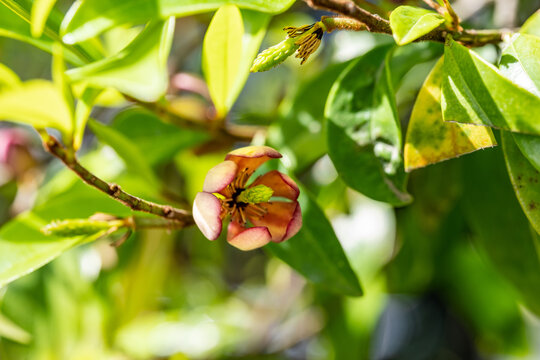 Flower of Magnolia Figo - Michelia figo - are bloom in Japan.