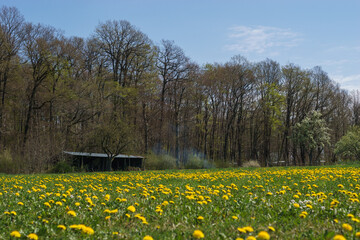 Obraz premium Hut with meadow full of dandelions blooming in early springtime in front of a forest