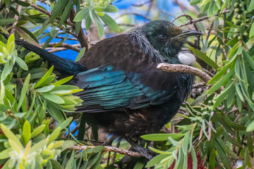 A Tui (Prosthemadera novaeseelandiae) perched in a bottlebrush bush, native, edemic, New Zealand bird