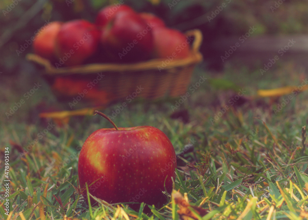 Wall mural Basket of Red Apples outdoors in Autumn