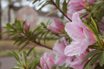 Obraz premium Azalea Flowers with Historic Mansion in Background, Shallow DOF, Focus on Flowers