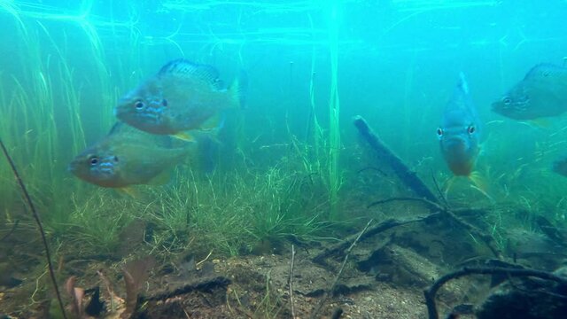 
Title: school of fish, bluegills swimming among the underwater plants in a freshwater lake.
