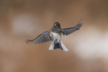 Juncos fighting in midair or perched on branch waiting turn on birdfeeder in winter afternoon